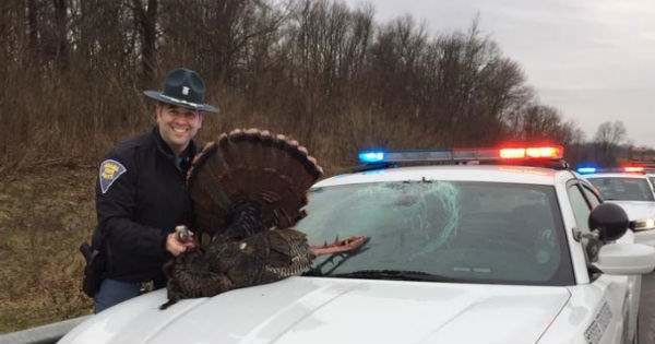 b379168bb636010a24cd2ac8fa7d0169 Turkeys keep crashing into cars in Indiana; 4 incidents so far this spring [photos]