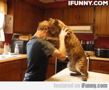 f9d1dcacbf2954de06e78542766af768 My Cat Has So Much Love