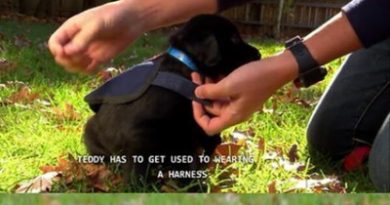 15608744579545 m9bp2je66c As A Future Seeing Eye Dog, Teddy Has To..
