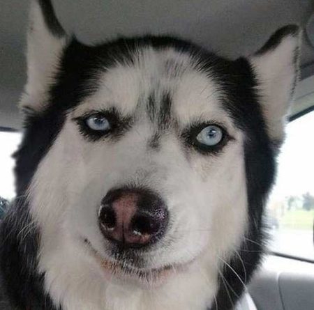 15638120521380 h31poenmou This Dog Has The Best Facial Expressions