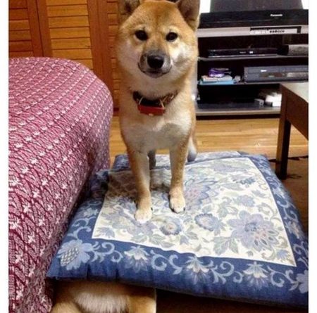 15666632528587 j5mh6je0xs There Can Be Only One Good Boy