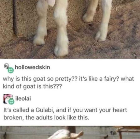 15671816669957 5k7lfky7jl Why Is This Goat So Pretty? - It's Like A Fairy...