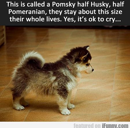 15672680605153 0661to7wfh This Is Called A Pomsky