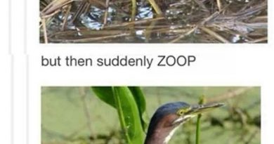 15680456667900 2ff908nxdd You Know What The Green Heron Is Basically...