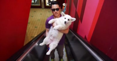 15687368476401 800x420 1488341147 15 Dogs Who Really Don't Know How To Escalator