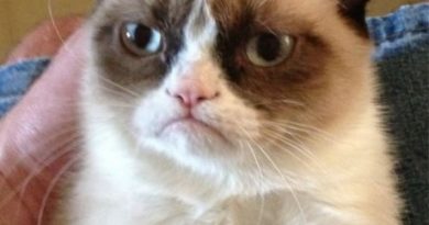 15707240513883 9of64 Grumpy Cat