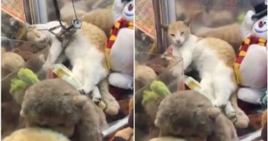 15720200484780 800x420 1516835523 Arcade Gamer Tries To Win Something In Claw Machine That Definitely Isn't A Toy