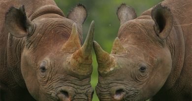15767720647163 pair of rhinos John Kasich saddled with John Boehner's endorsement